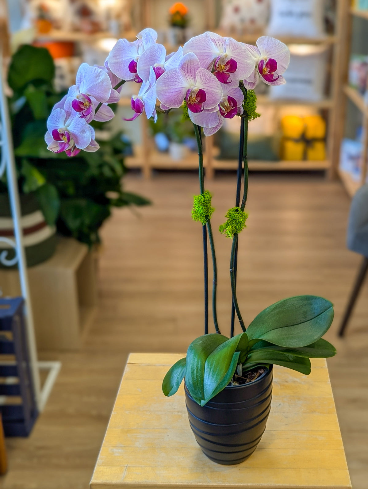 Orchidée Phalaenopsis -  4po - rose