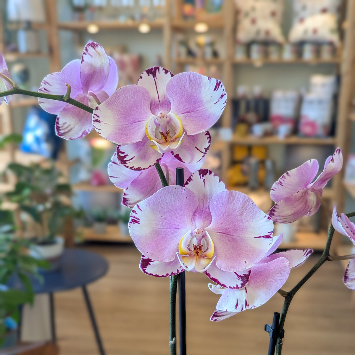 Orchidée Phalaenopsis (2 tiges) - 4 po