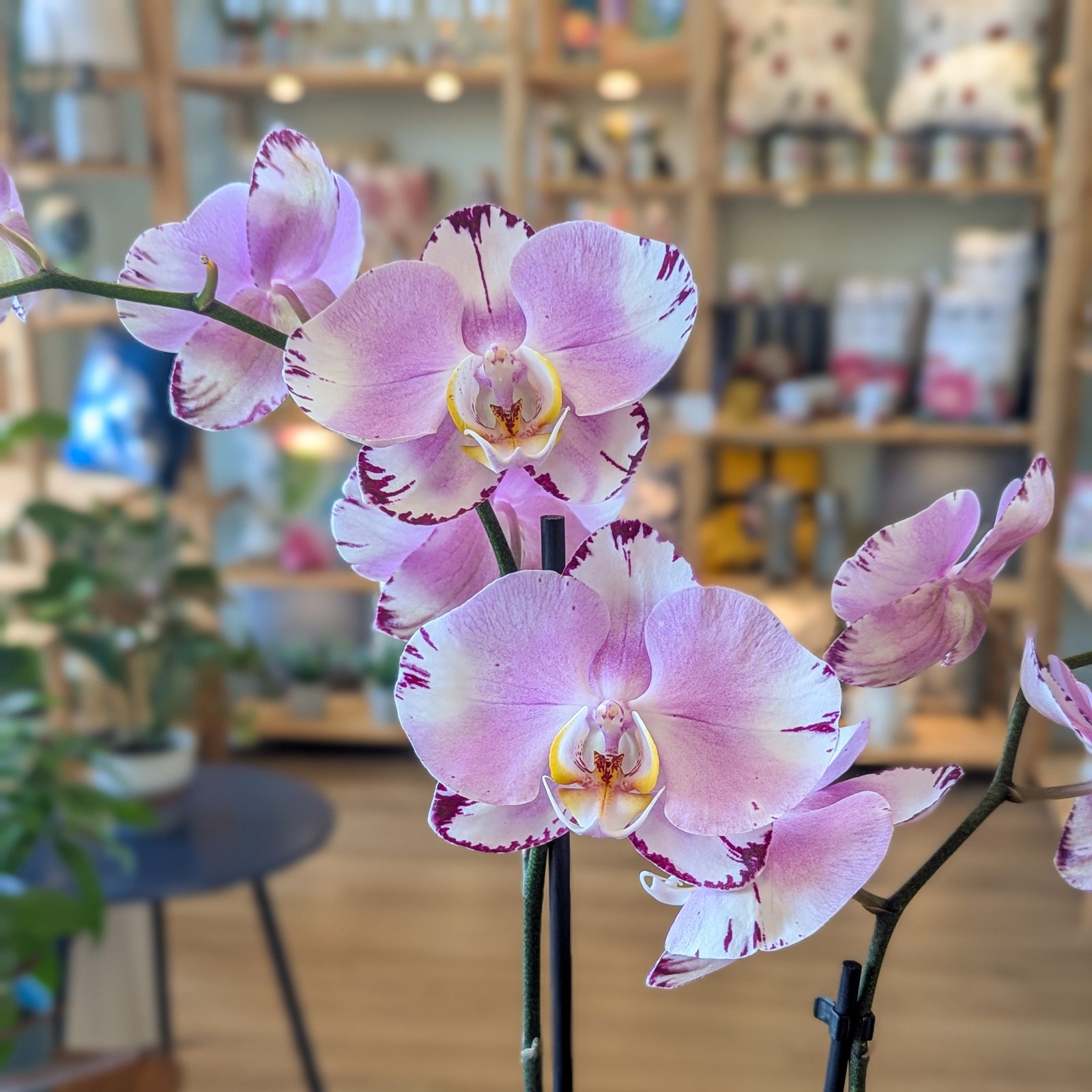 Orchidée Phalaenopsis (2 tiges) - 4 po