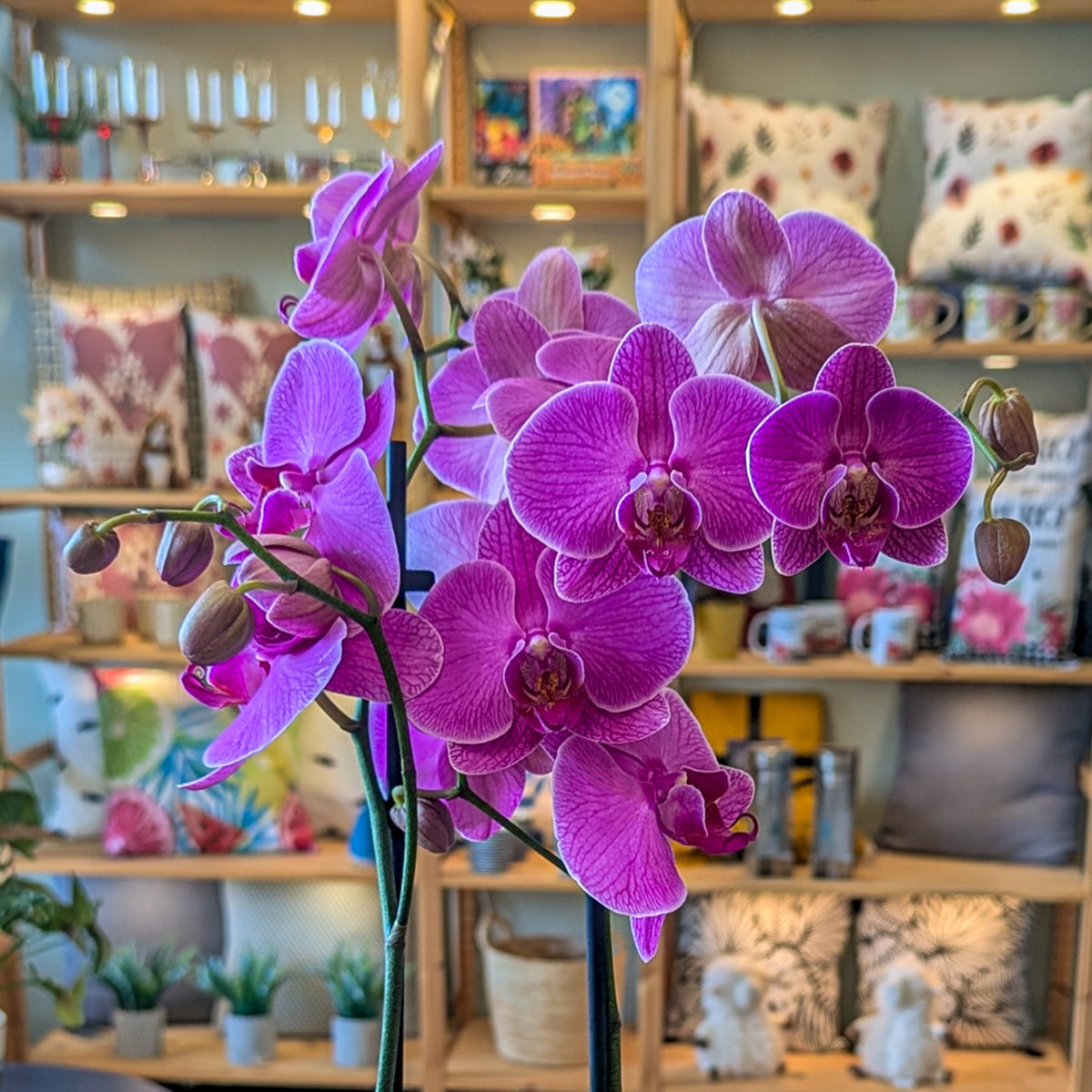 Orchidée Phalaenopsis (2 tiges) - 4 po