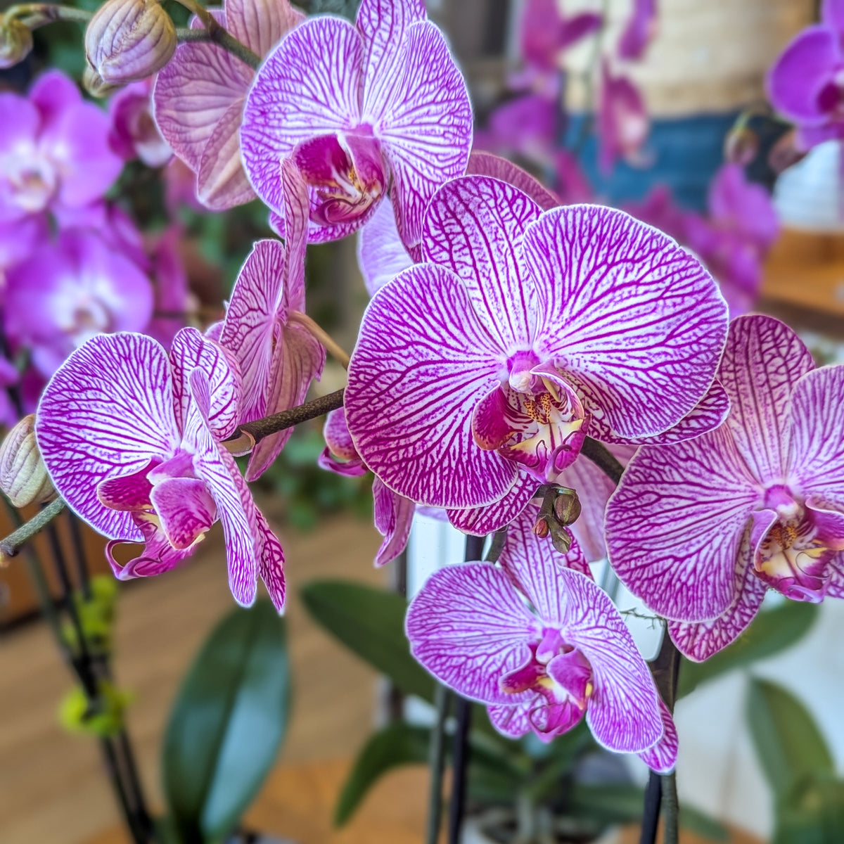 Orchidée Phalaenopsis (2 tiges) - 4 po