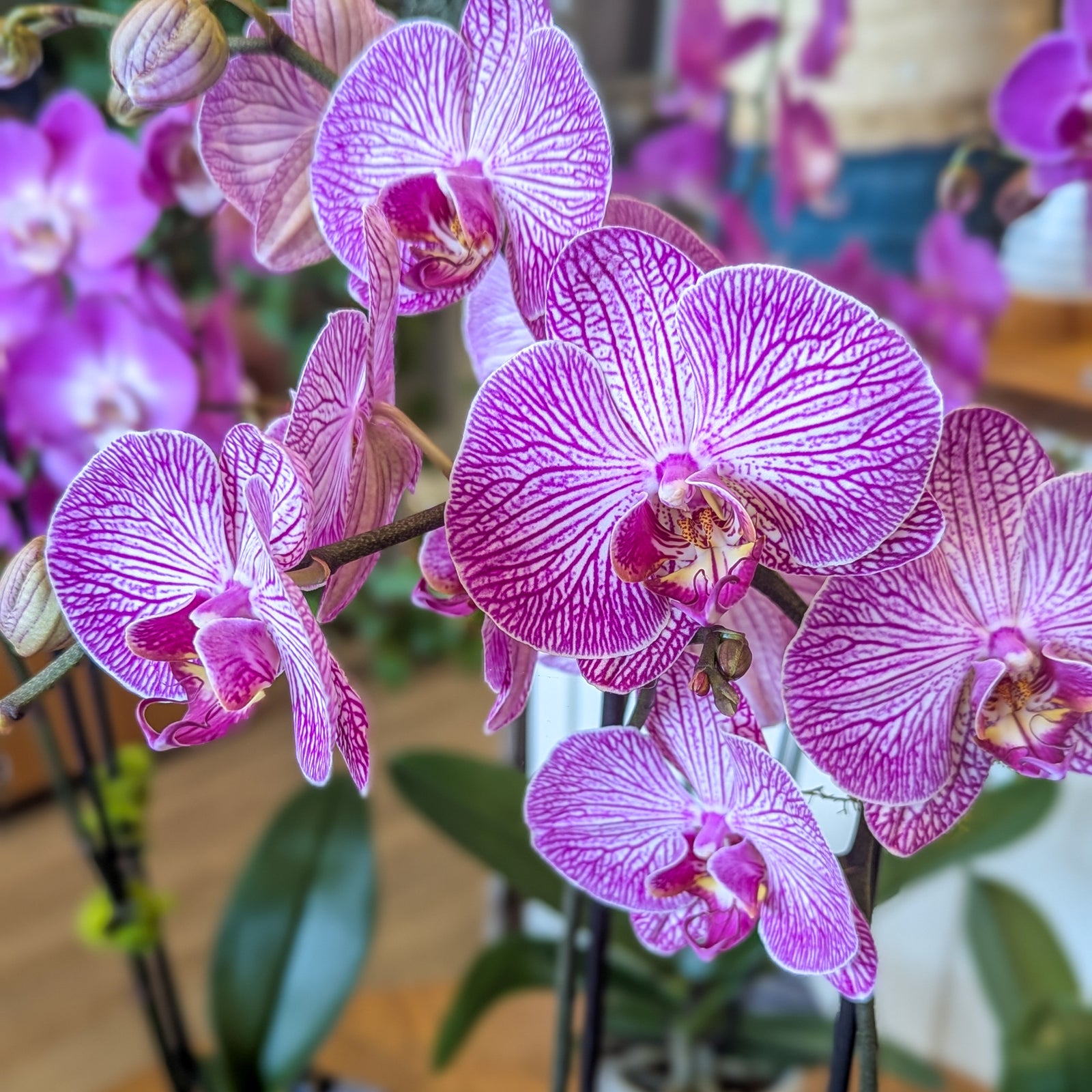 Orchidée Phalaenopsis (2 tiges) - 4 po