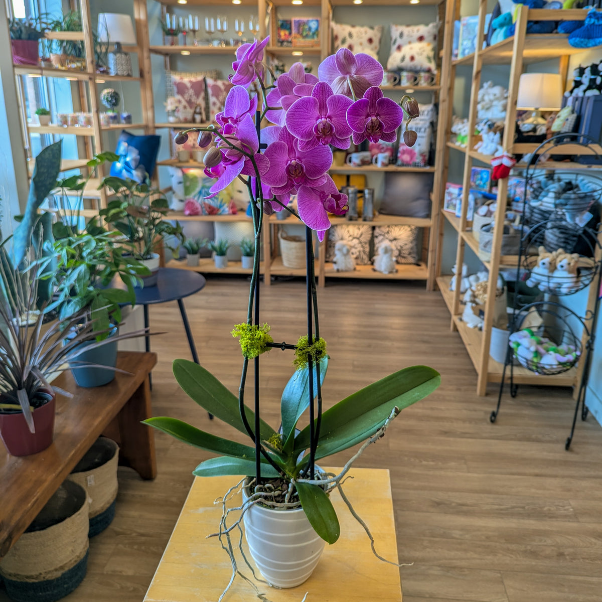 Orchidée Phalaenopsis (2 tiges) - 4 po