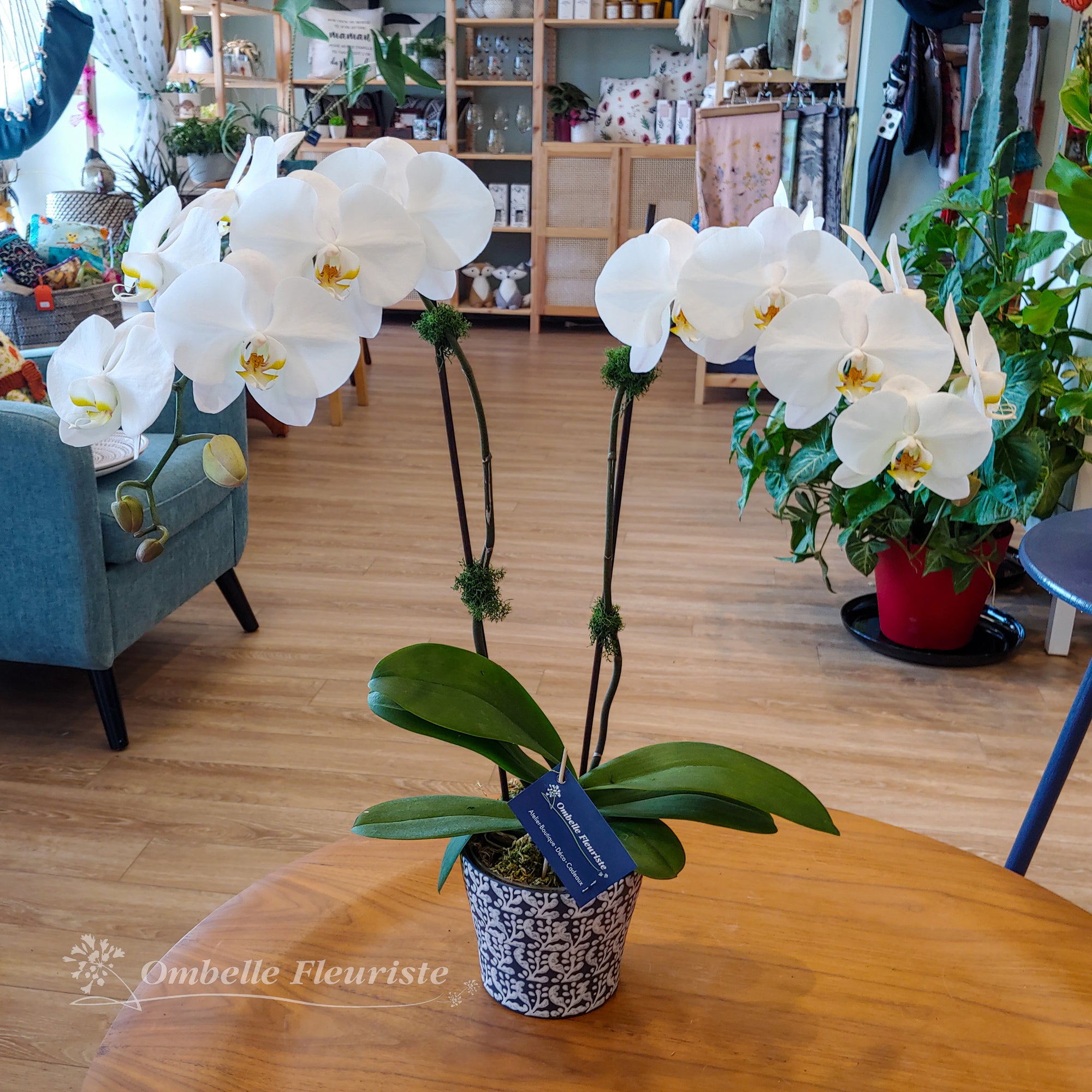 Orchidée Phalaenopsis - 5 po (cultivée au Québec)