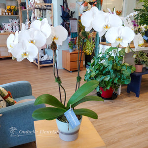 Orchidée Phalaenopsis - 5 po (cultivée au Québec)