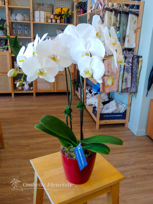 Orchidée Phalaenopsis - 5 po (cultivée au Québec)