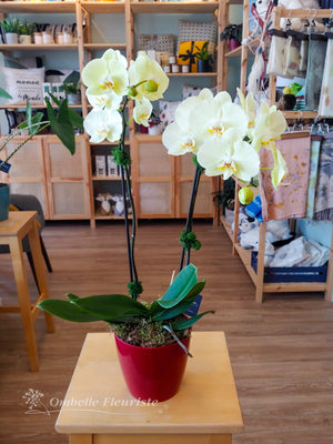 Orchidée Phalaenopsis - 5 po (cultivée au Québec)