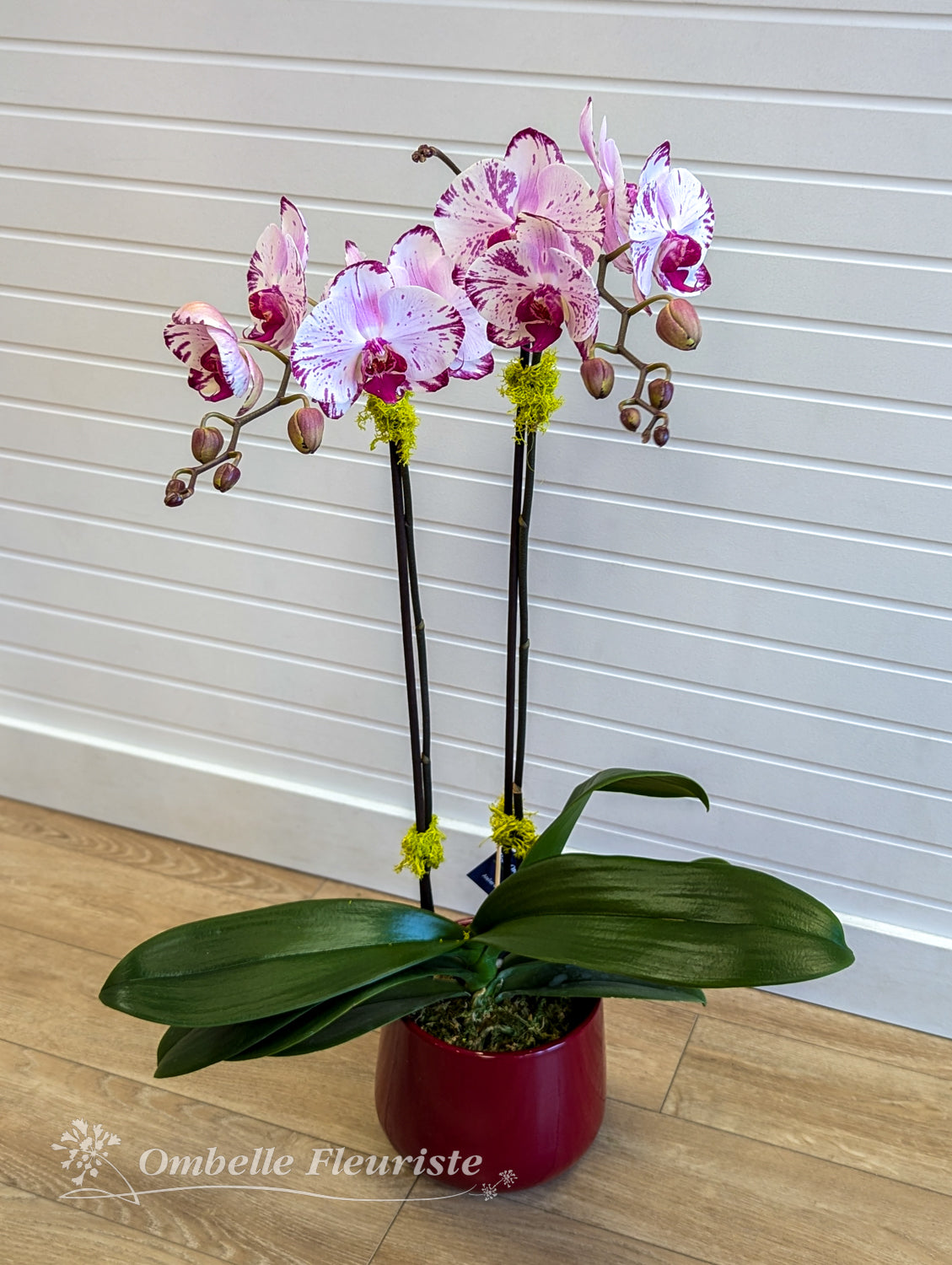 Orchidée Phalaenopsis rose tachetée