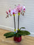Orchidée Phalaenopsis rose tachetée