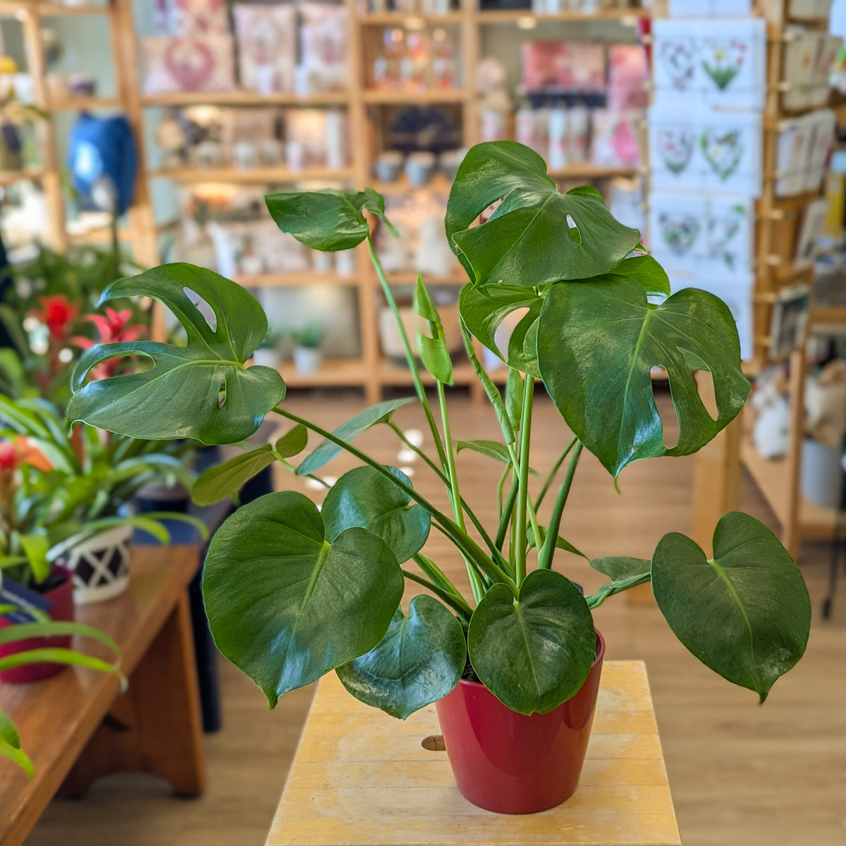 Philodendron Monstera Deliciosa - 6 po