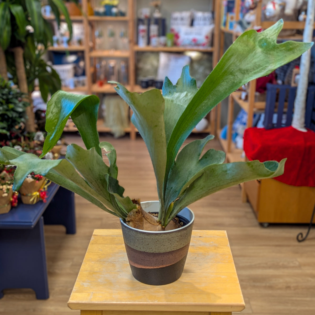 Platycerium (fougère corne d&#39;élan) - 6 po