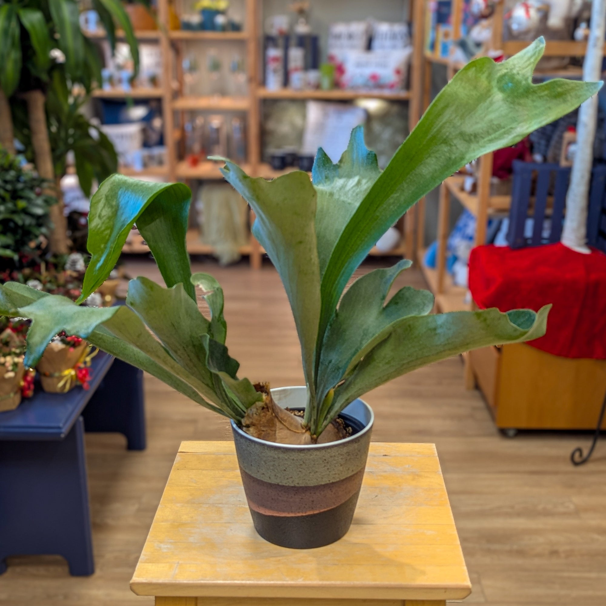 Platycerium (fougère corne d'élan) - 6 po