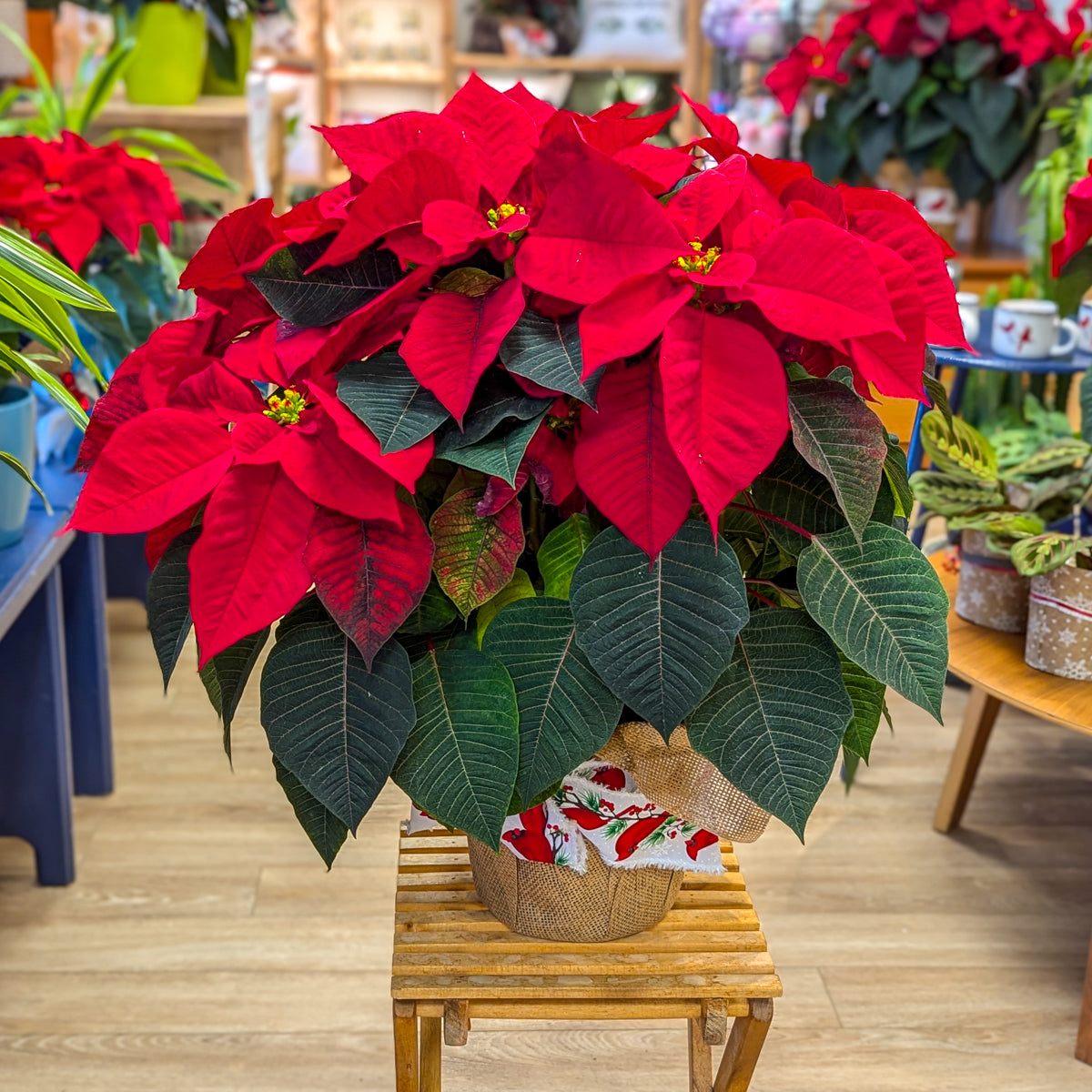 Poinsettia 8 po - La potée fleurie de Noël