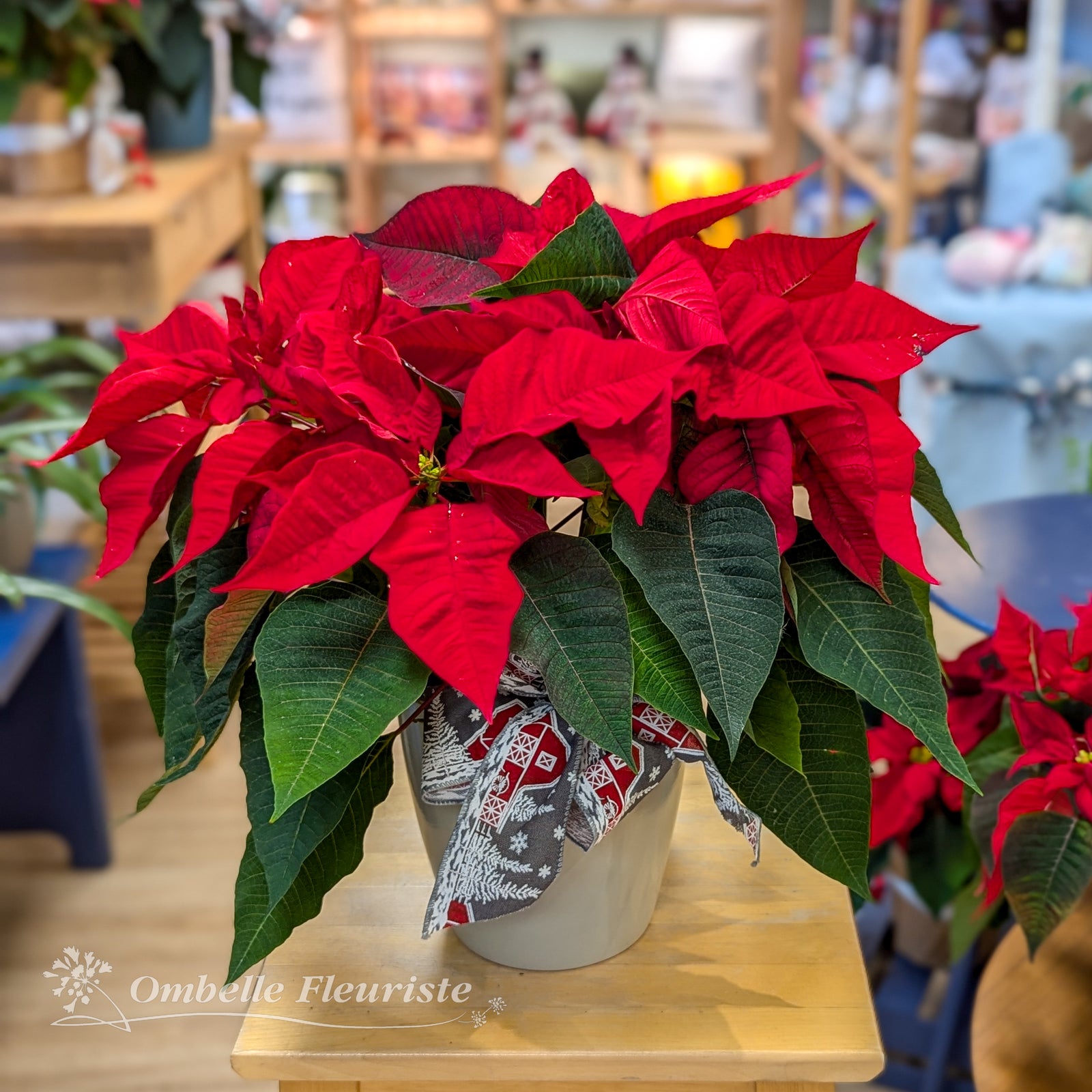 Poinsettia avec cache-pot gris-pale