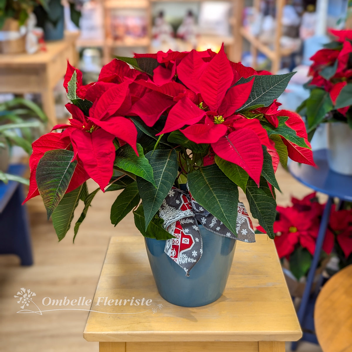 Poinsettia avec cache-pot sarcelle