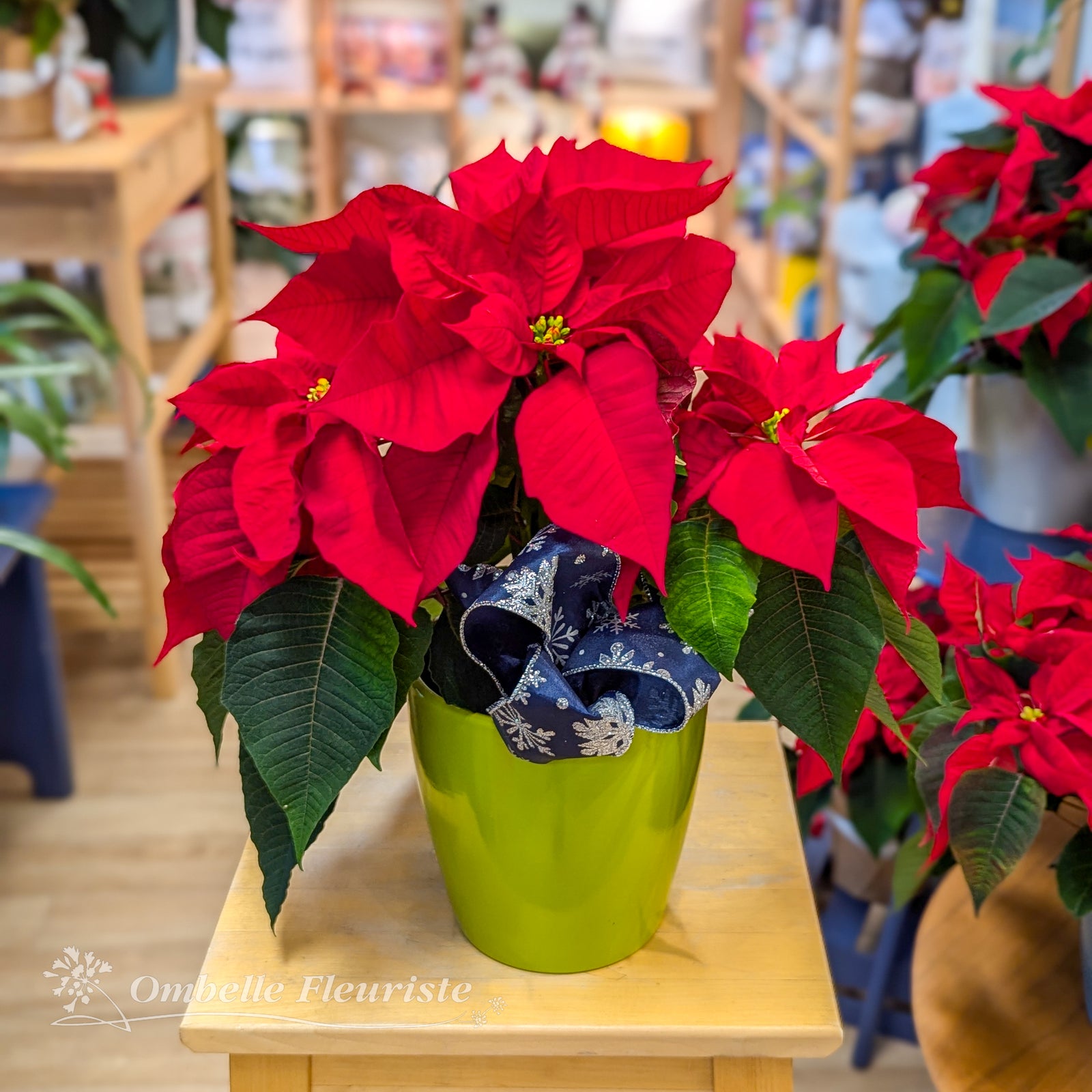 Poinsettia avec cache-pot vert-lime