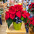 Poinsettia avec cache-pot vert-lime