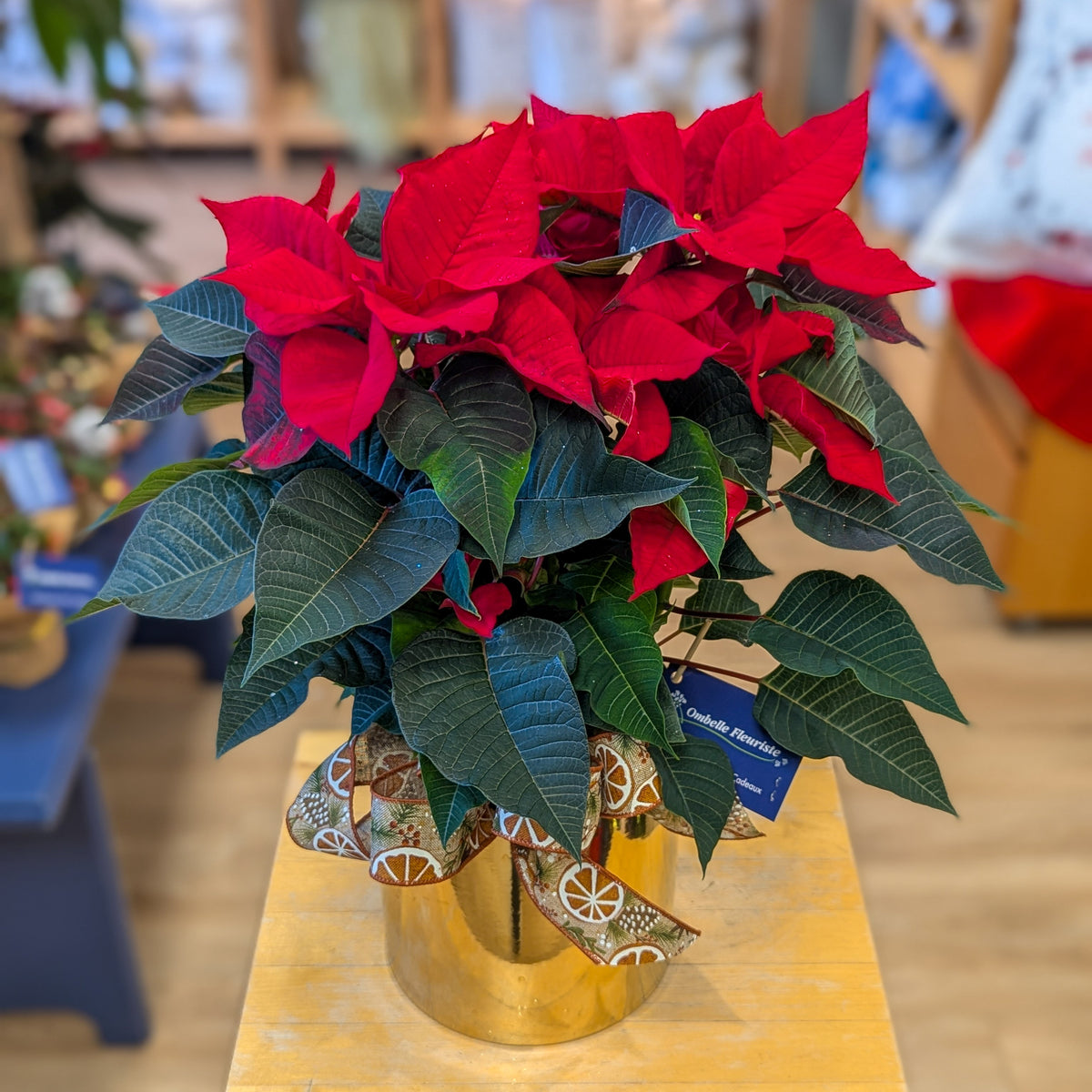 Poinsettia 6 po - La potée fleurie de Noël