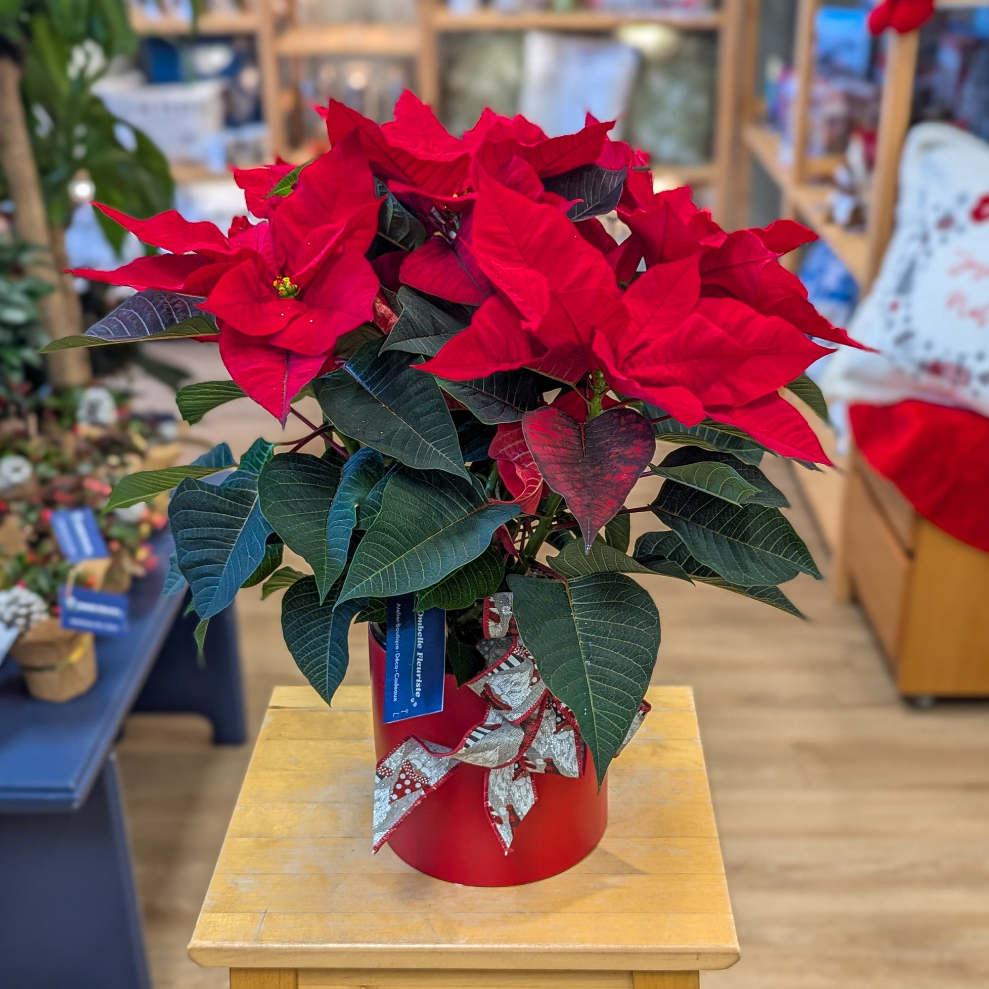 Poinsettia 6 po - La potée fleurie de Noël
