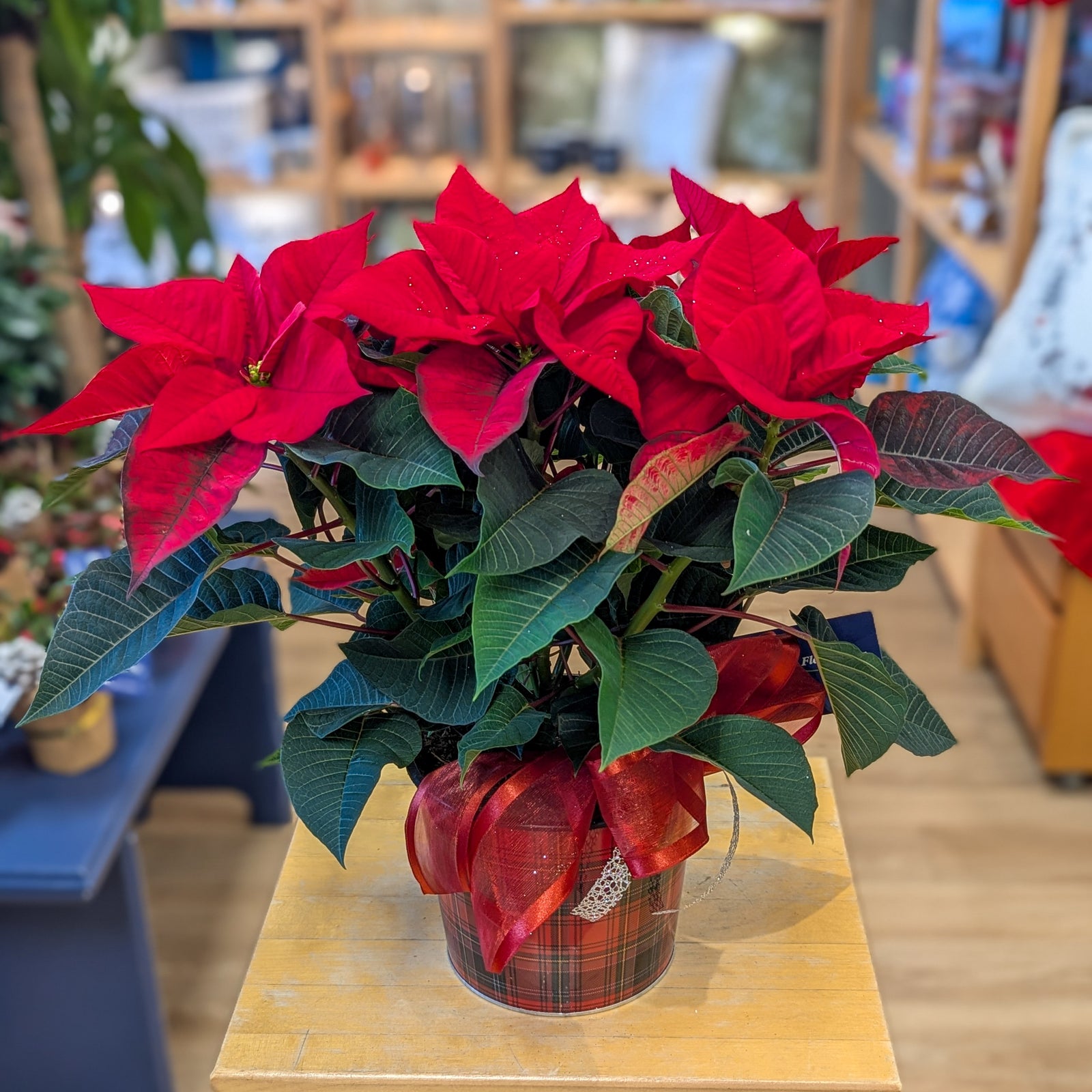 Poinsettia 6 po - La potée fleurie de Noël