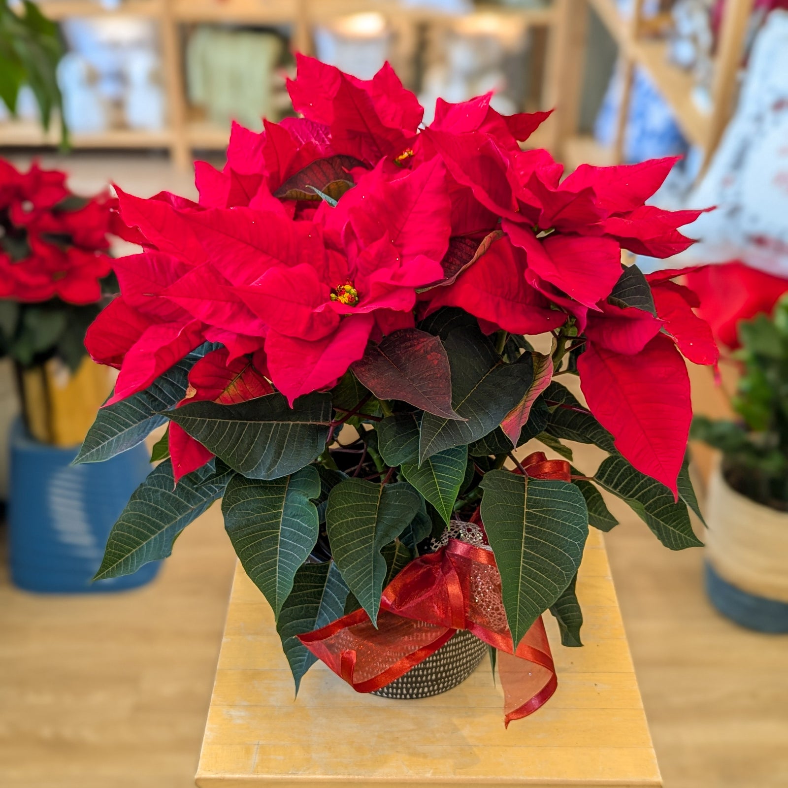 Poinsettia 6 po - La potée fleurie de Noël