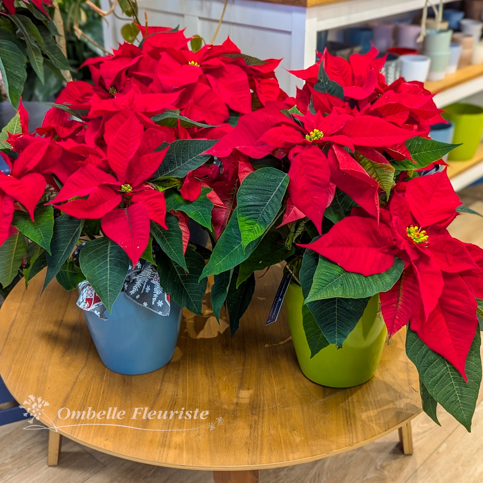 Poinsettias rouges