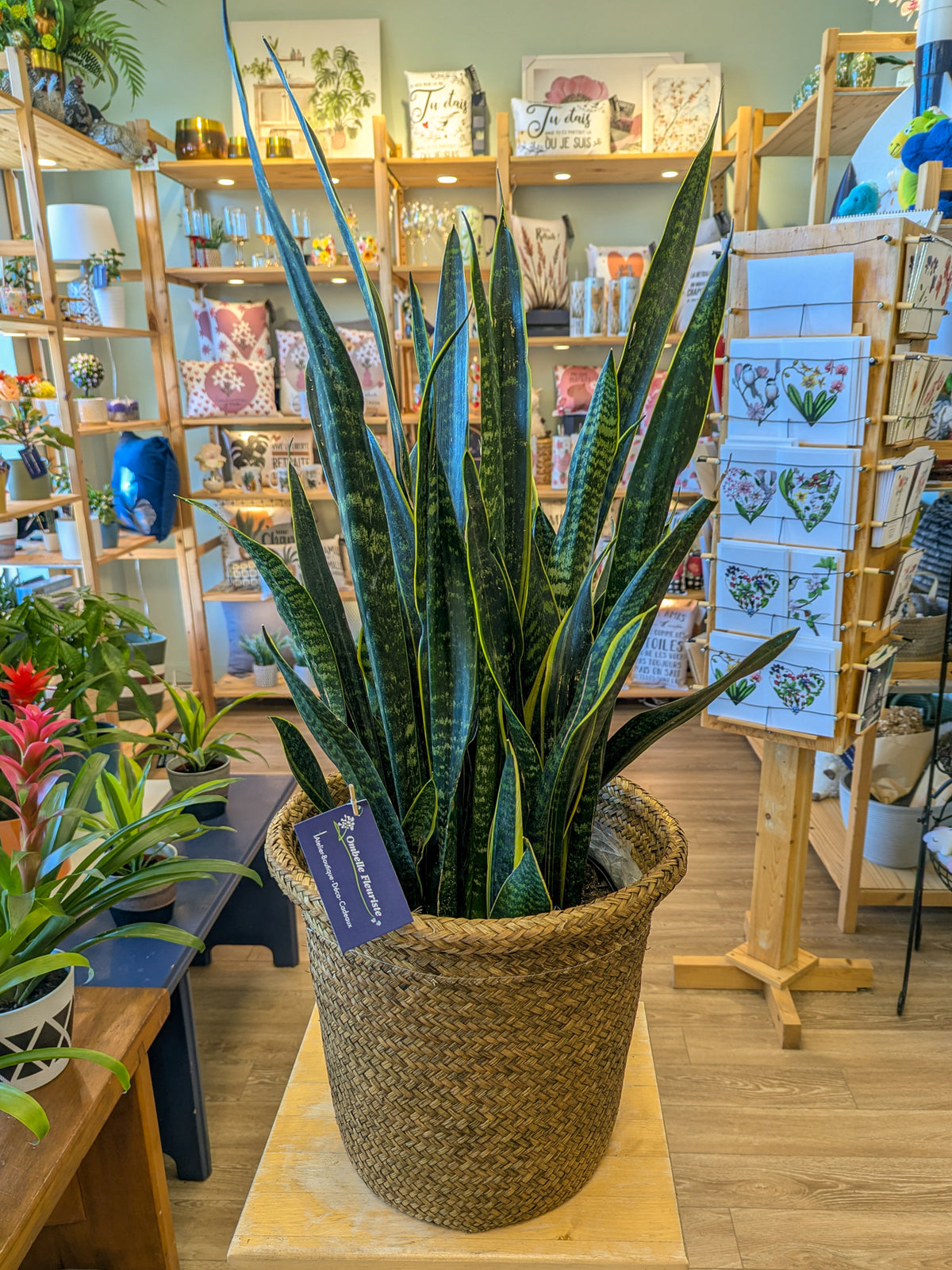 Sansevieria - 10 po