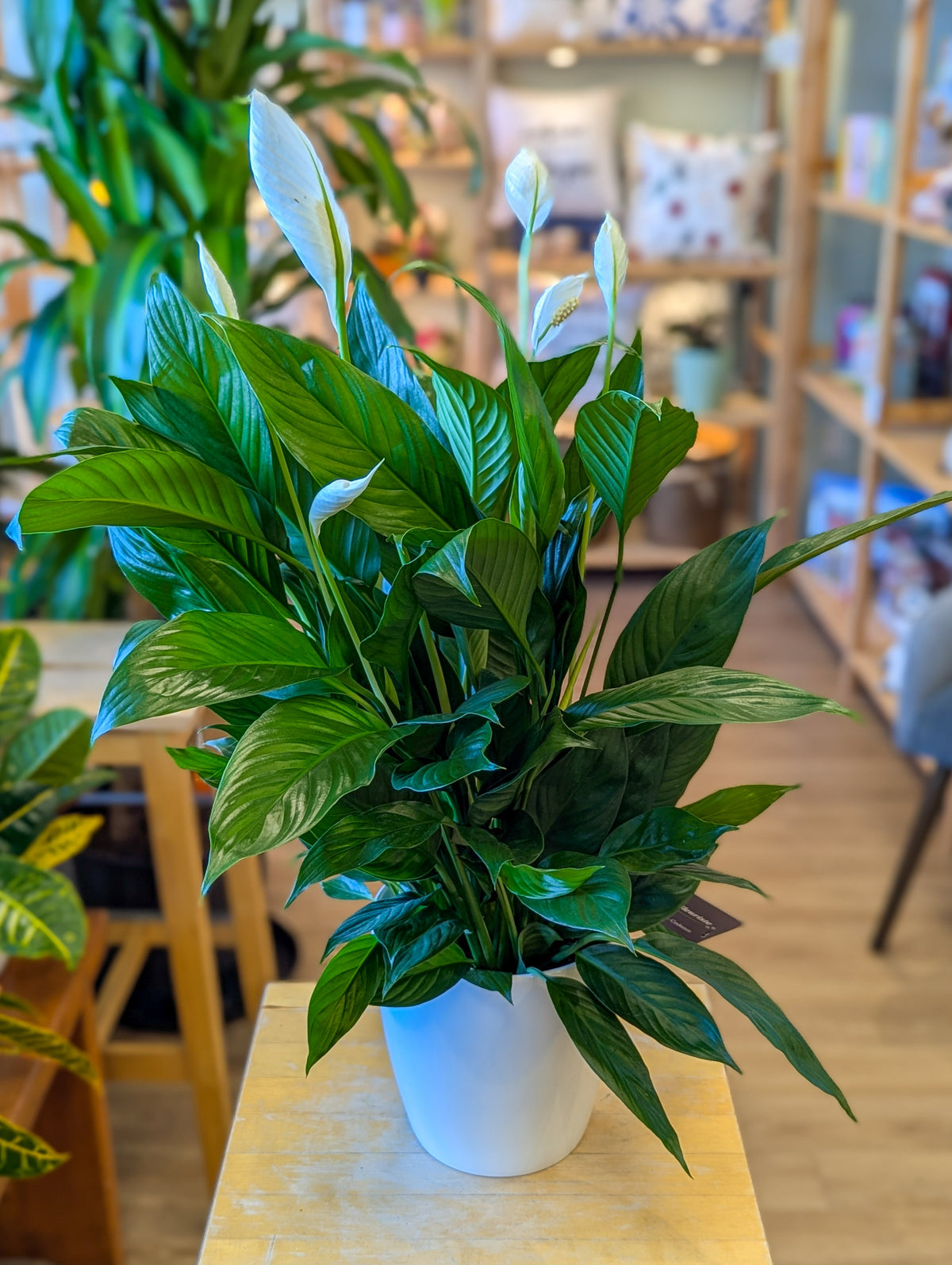Spathiphyllum - 6 po