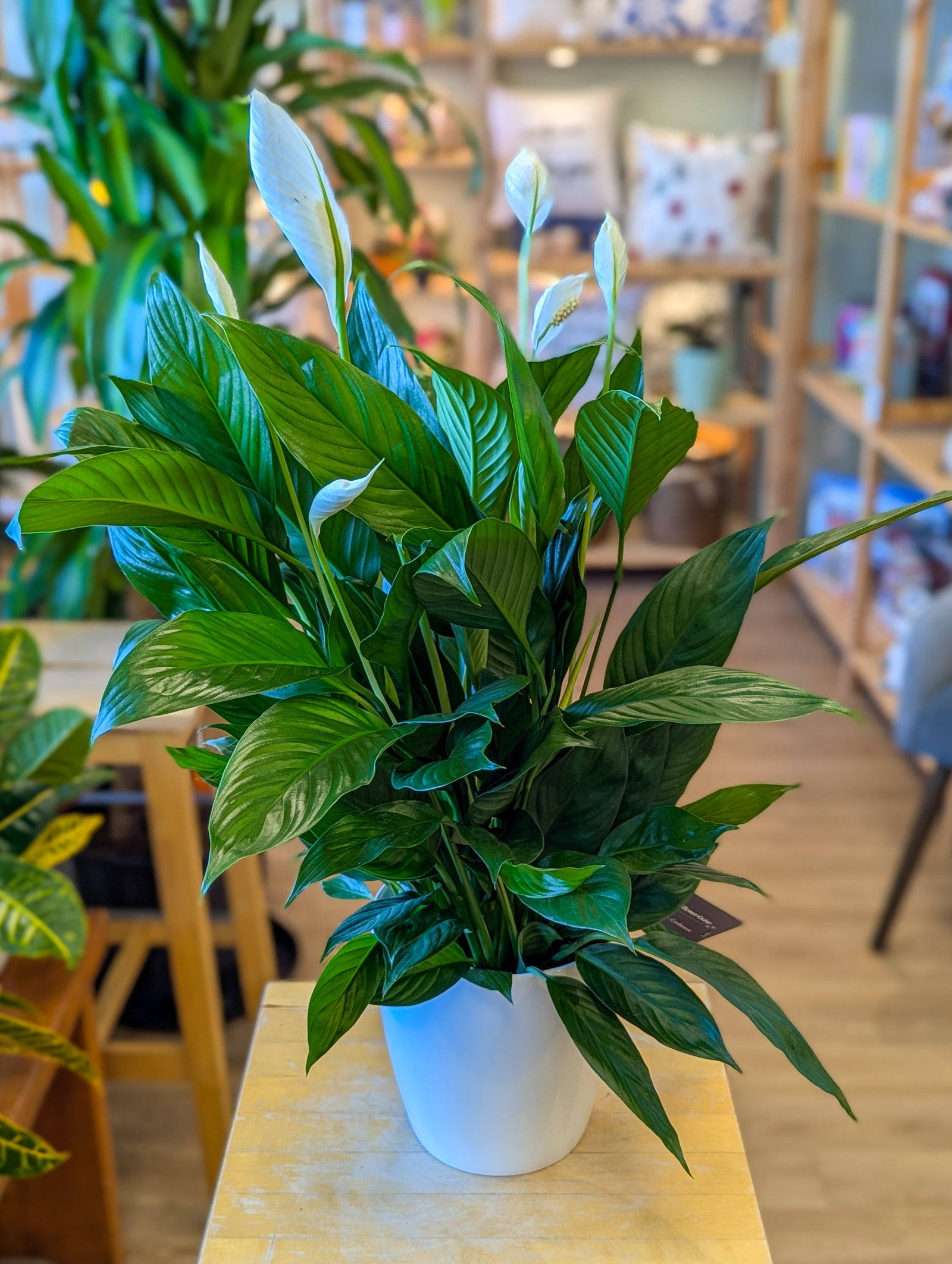 Spathiphyllum - 6 po