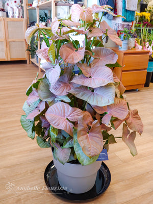 Syngonium - 12 po (cultivée au Québec)