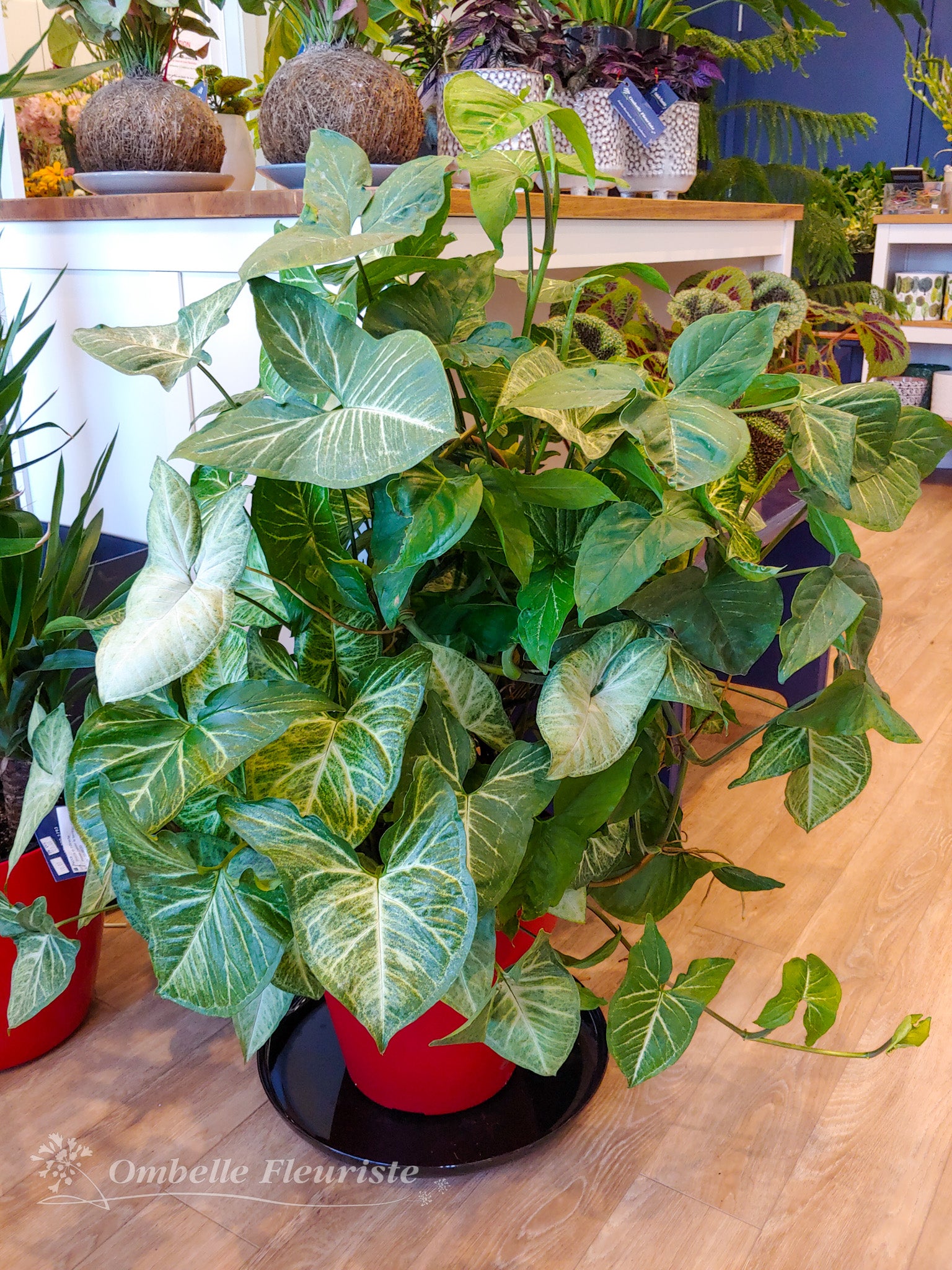 Syngonium - 12 po (cultivée au Québec)