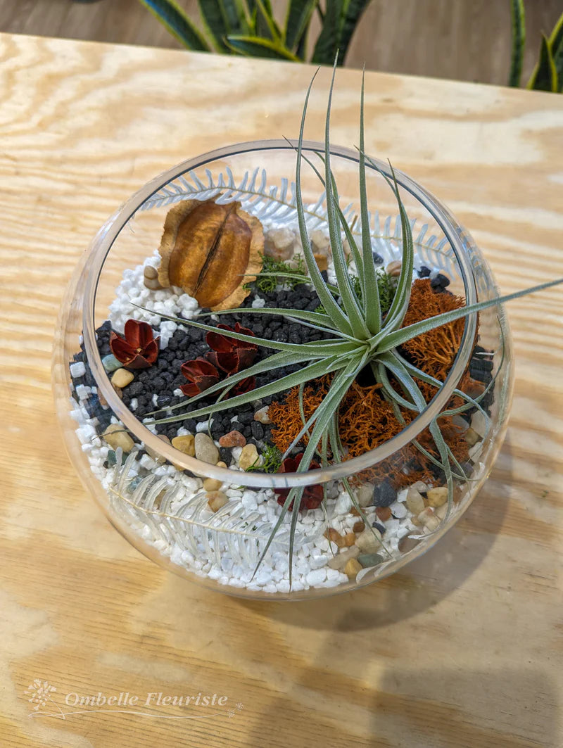 Découvrez le secret des tillandsias (16 ans et +) - 22 novembre 2024