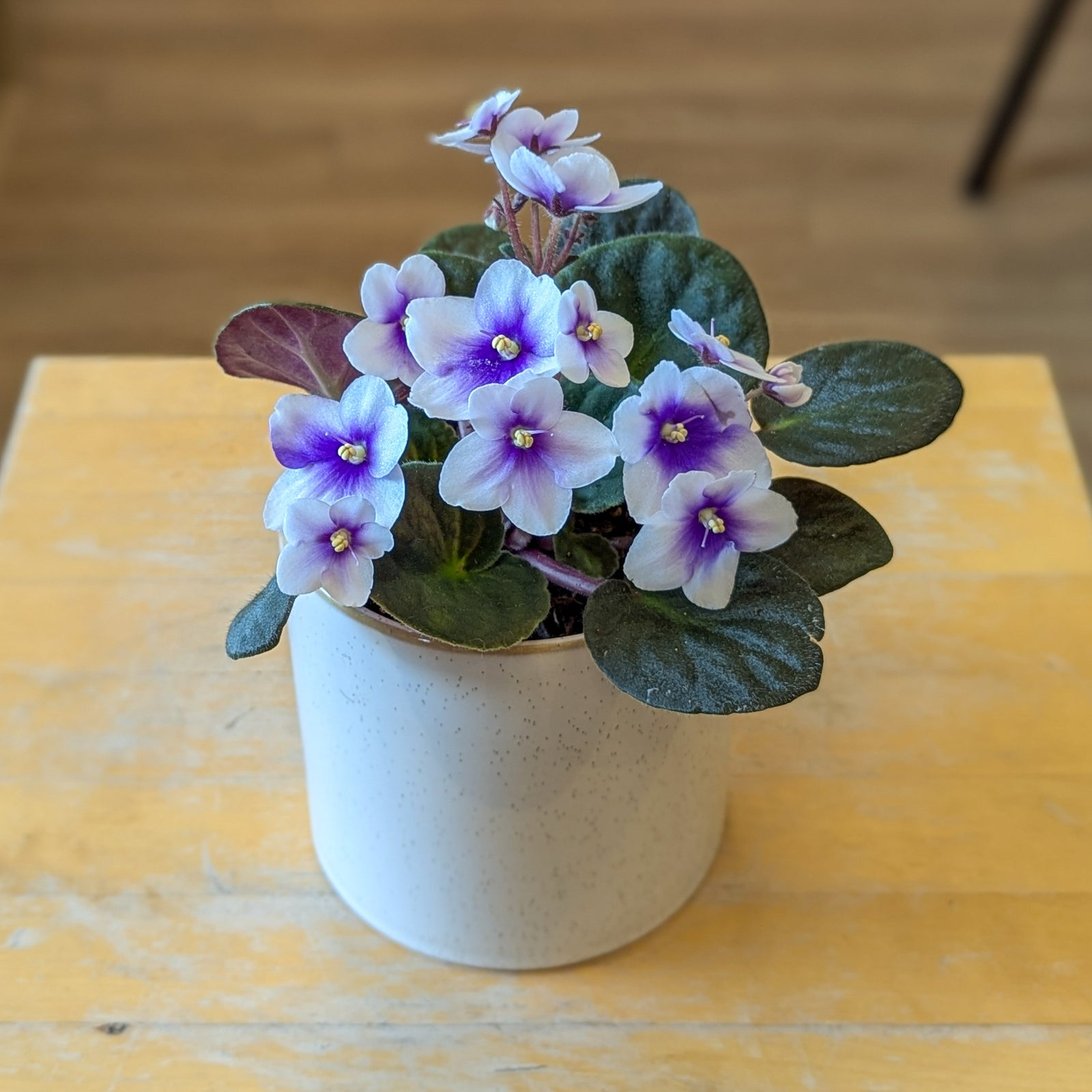 Violette africaine - 4po - blanche-violet