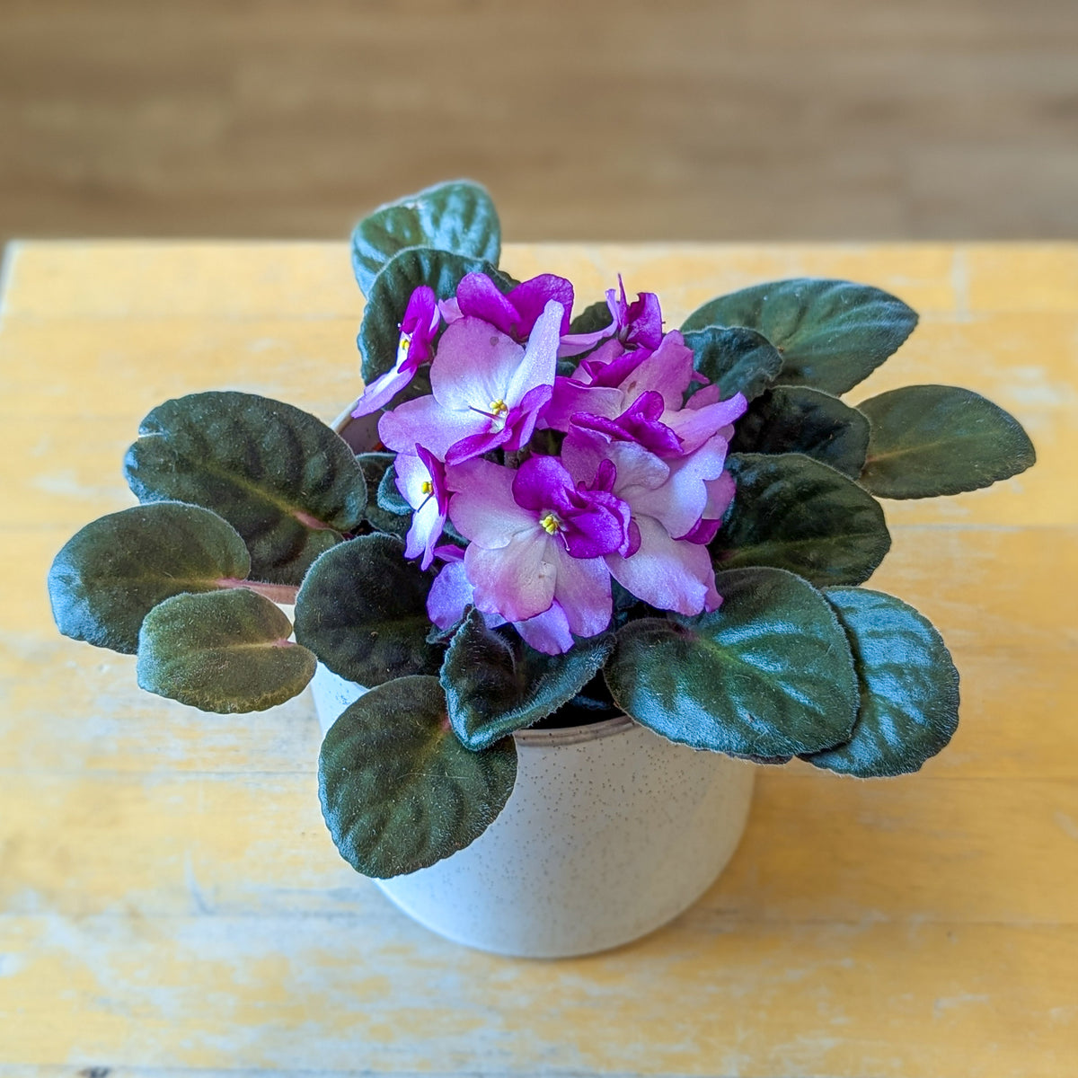 Violette africaine - 4po - rose