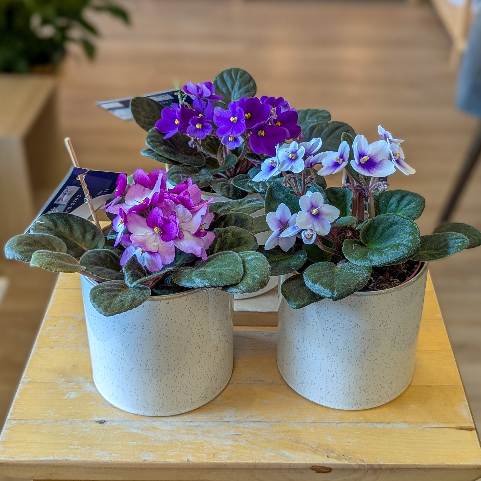 Violettes africaines - 4po - assorties