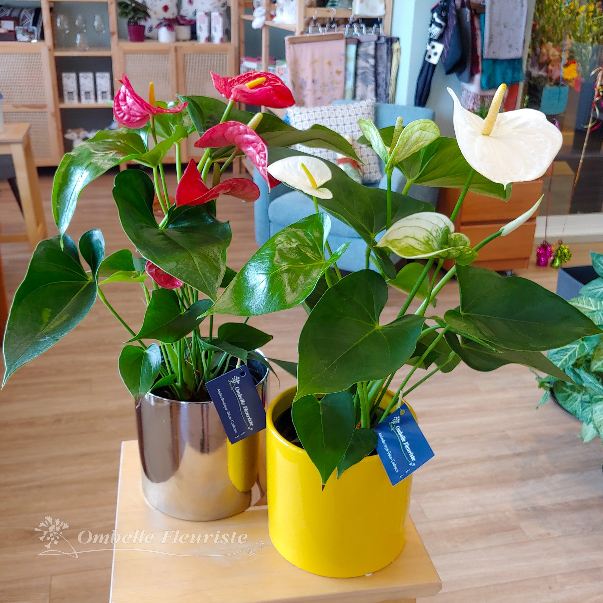 Anthurium - 6 po