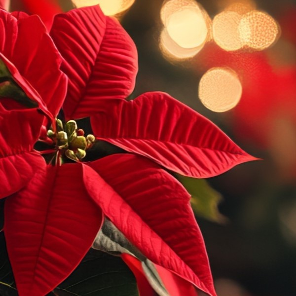 Idées de cadeau pour Noël