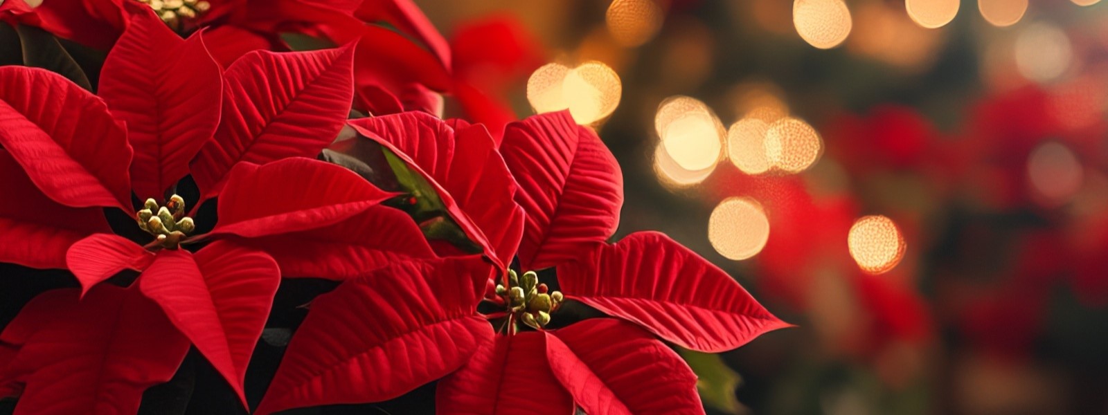 Idées de cadeau pour Noël