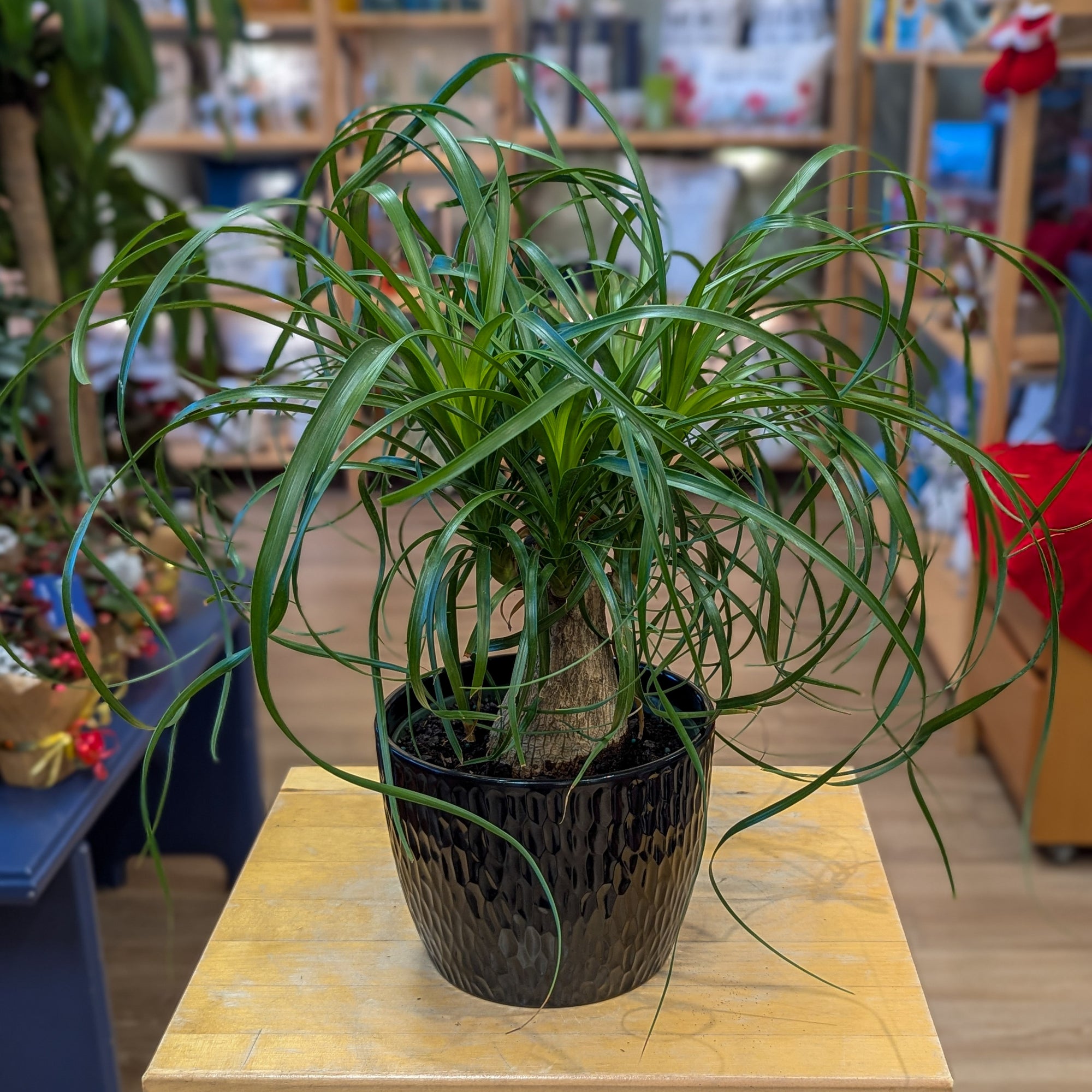 Beaucarnea recurvata (pied d'éléphant) - 6 po