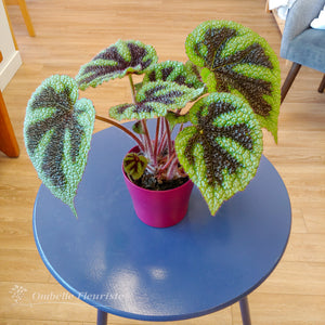 Begonia "croix de fer" - 4 po (cultivée au Québec)