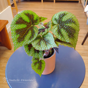 Begonia "croix de fer" - 4 po (cultivée au Québec)