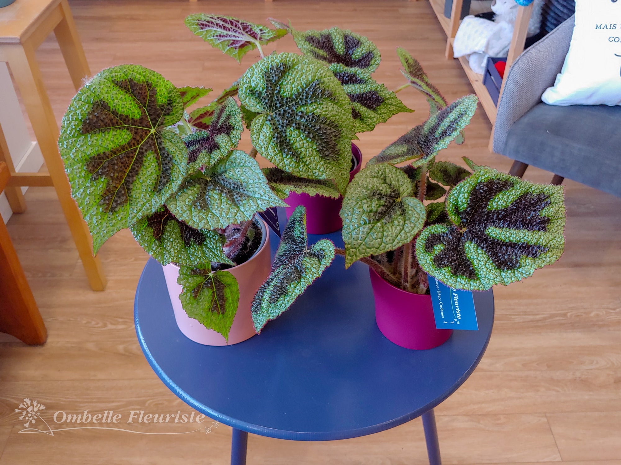 Begonia "croix de fer" - 4 po (cultivée au Québec)