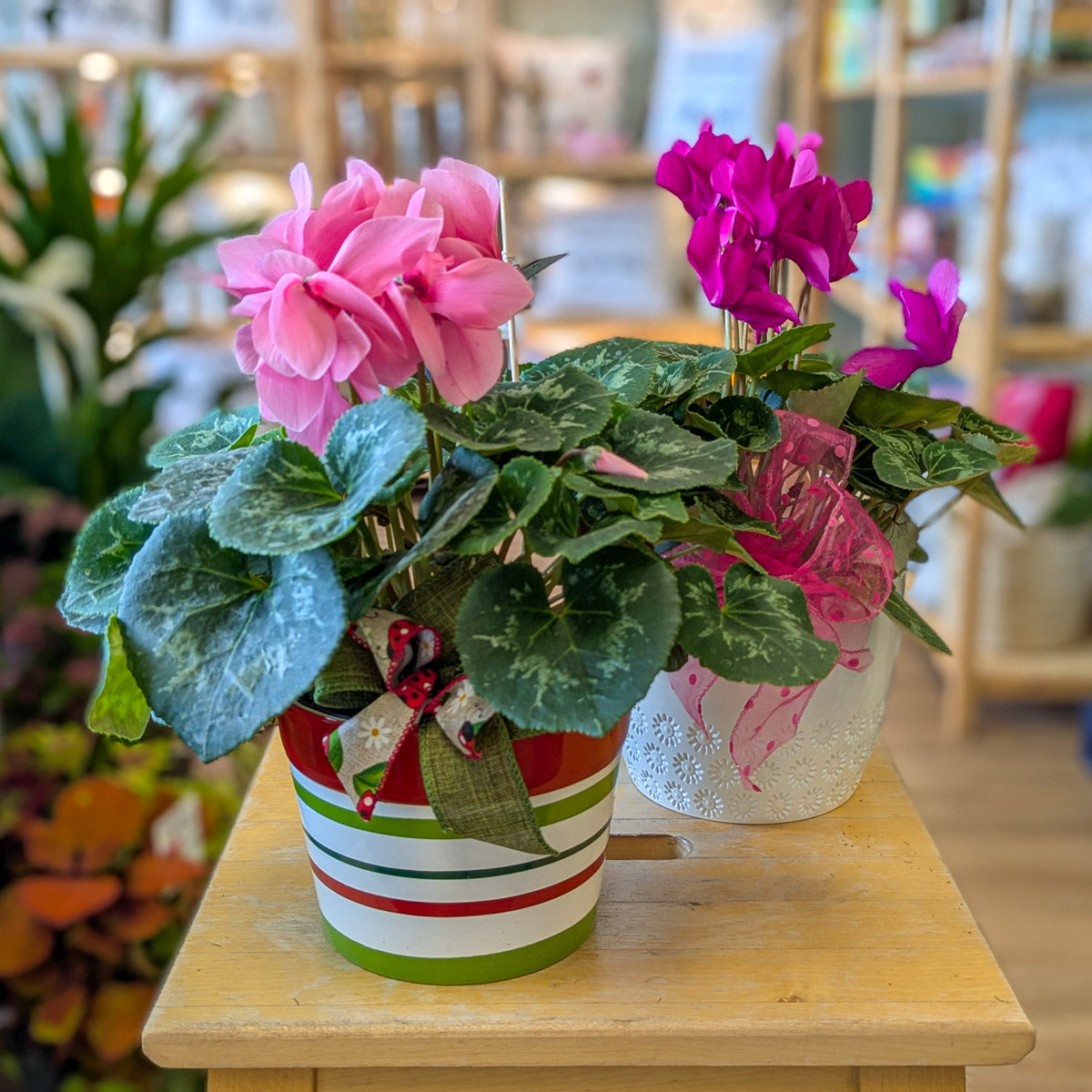 Cyclamen - rose pâle ou fuchsia - 6 po (cultivée au Québec)