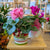 Cyclamen - rose pâle ou fuchsia - 6 po (cultivée au Québec)