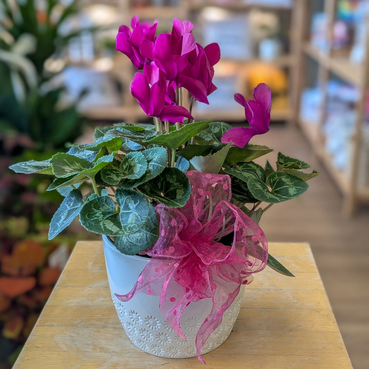 Cyclamen - rose pâle ou fuchsia - 6 po (cultivée au Québec)