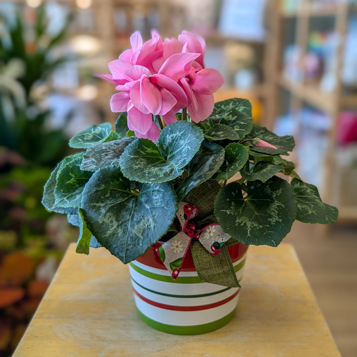 Cyclamen - rose pâle ou fuchsia - 6 po (cultivée au Québec)