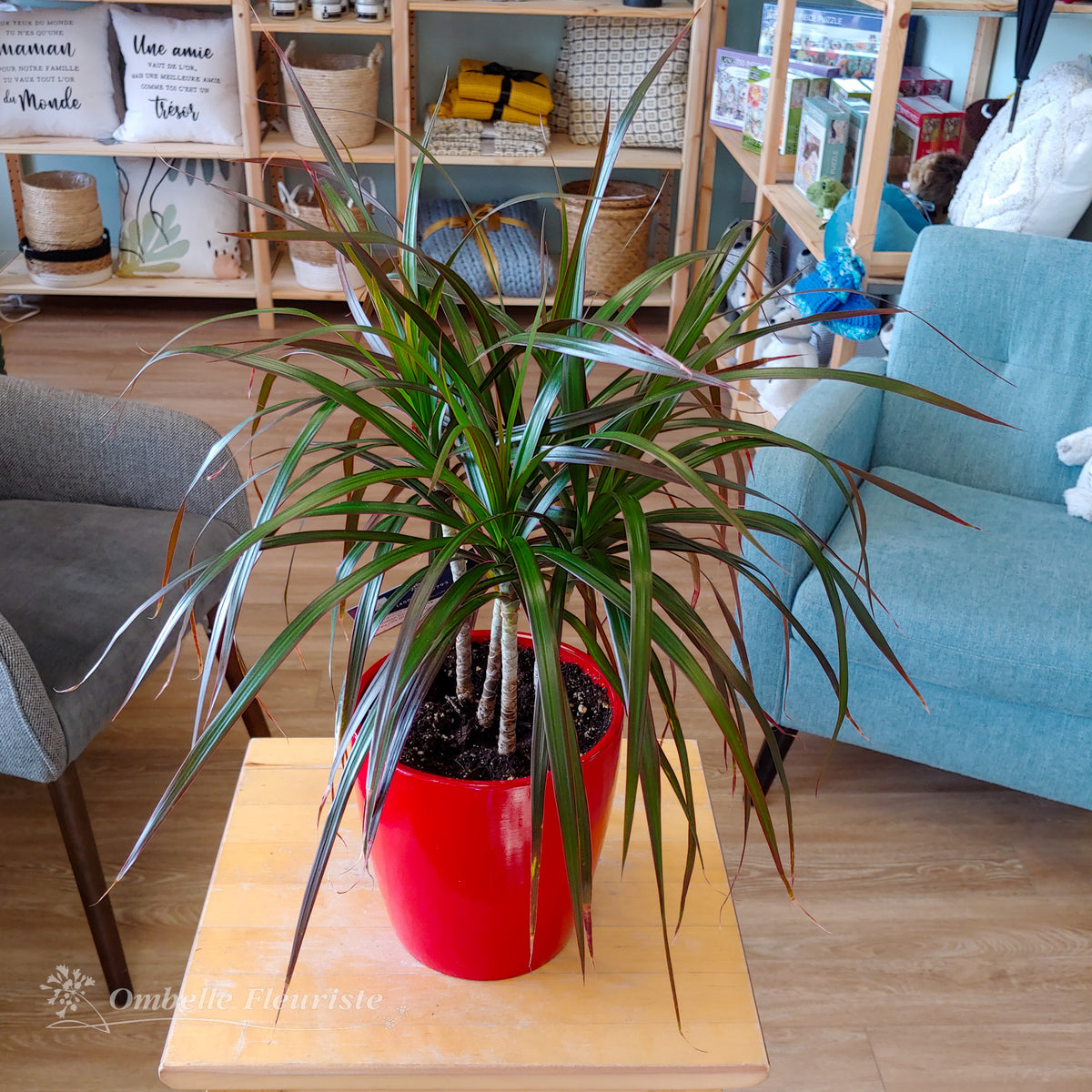 Dracaena marginata - 6 po