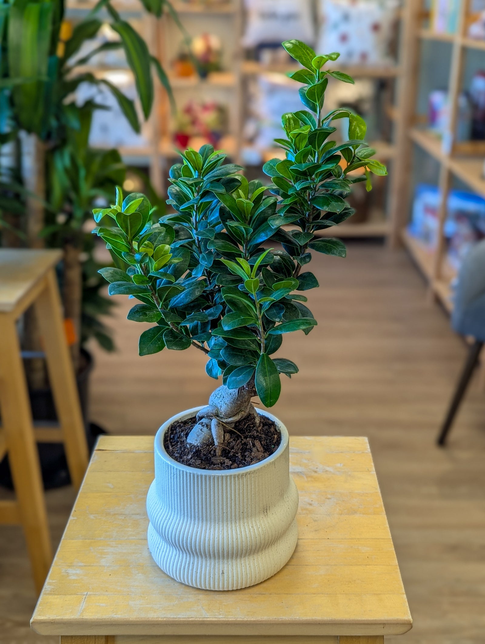 Ficus ginseng - 5 po