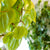 Plantes vertes en santé au fleuriste St-Bruno