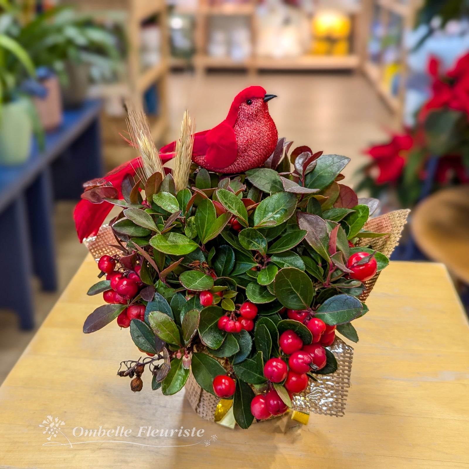 Gaultheria avec cardinal